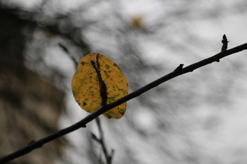 Herbst