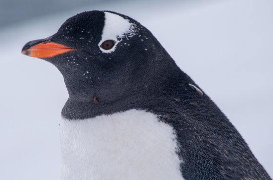 Gentoo Peng uin