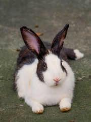 Cute rabbits are fun to eat with care. Rabbit-raising ideas cause relaxation