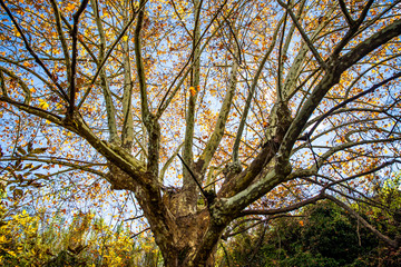 Huge tree with a yellow leaves in autumn