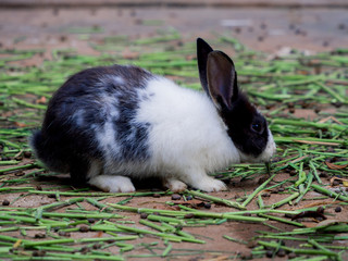 Obraz premium Cute rabbits are fun to eat with care. Rabbit-raising ideas cause relaxation