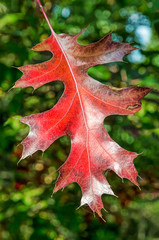 Fototapeta premium Close-up of a single red oak leaf against a blurred green background in autumn