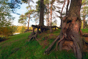 Pine trees with visible roots in the forest on the slope.
