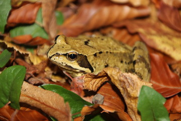 Perfekt getarnt - ein Laubfrosch