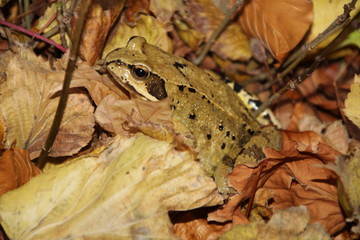 Perfekt getarnt - ein Waldfrosch