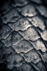 Close-up black and white photo of a wet pine cone with dew drops.