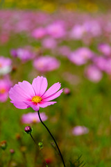 Fototapeta premium ピンクのコスモス