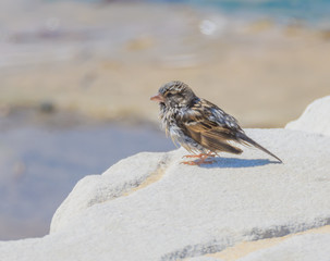 Little Sparrow drying off