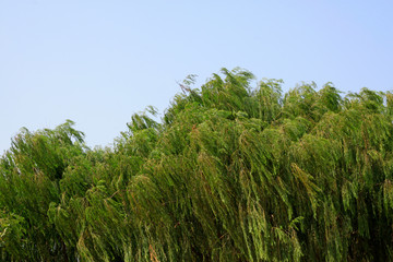 Fototapeta na wymiar Willow branches in the wind