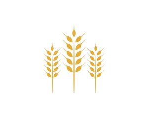 Agriculture wheat Logo Template vector icon design