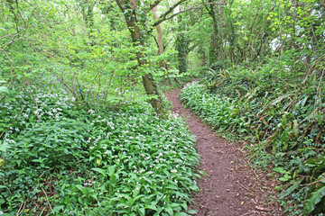 Path through a wood in spring