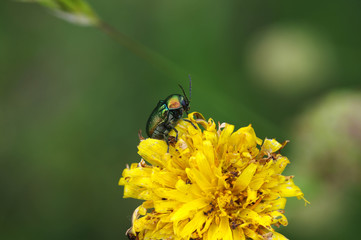 scarabée sur un pissenlit