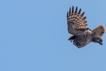 Great Grey Owl Flying