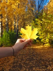 Yellow maple leaf in hand. Autumn