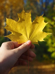 Yellow maple leaf in hand. Autumn