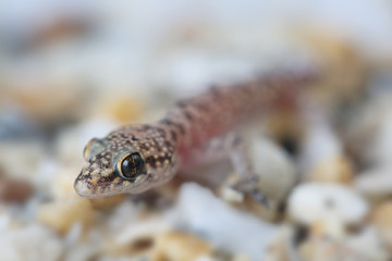 Mediterranean house gecko (Hemidactylus turcicus)