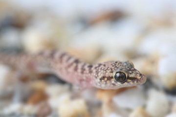 Fototapeta premium Mediterranean House Gecko (turkusowy Hemidactylus)