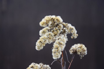 Welkende Gräser und Sträucher im Herbst