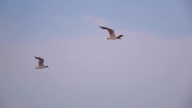 Two seagulls fly in sky slow motion