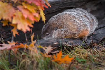 Woodchuck (Marmota monax) Snuggles Inside Log