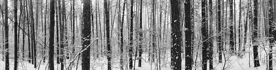 Fototapeta premium Winter background. Black and white many winter graphic identical trees. 