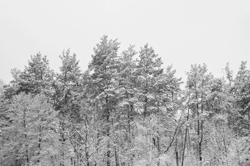 Winter background. Black and white many winter graphic identical trees. 