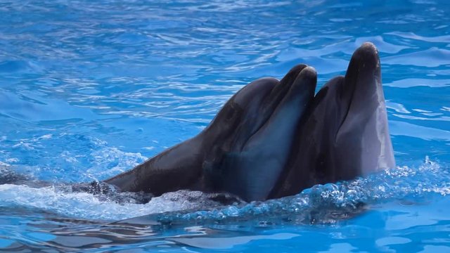 Dolphin couples swimming in blue water . Slow motion