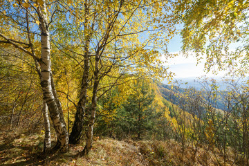 Birch trees with yellow leaves grow on the edge of a cliff. Landscape as an example of Russian autumn