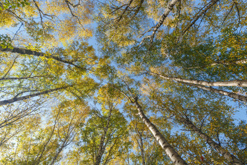 Crowns of high birches on an autumn sunny day as a background or backdrop. Bottom view