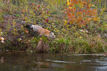 Amber Phase Red Fox (Vulpes vulpes) Moves Towards Water