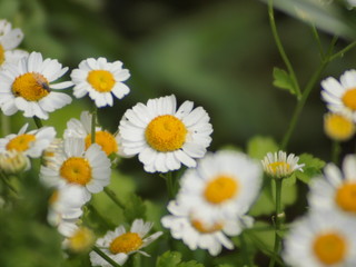 Fototapeta premium Garden flowers, summer