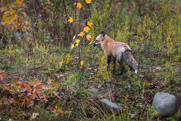 Amber Phase Red Fox (Vulpes vulpes) Stands Looking Left in Autumn Colors