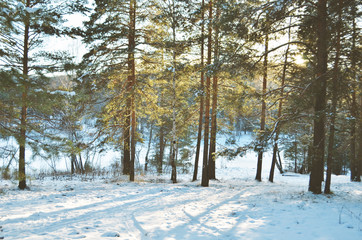beautiful winter landscape with forestsnow. Sunny frosty wintry day.