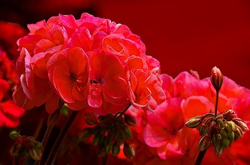 close up of a beautiful red geranium flowers and buds with red background, macro photography