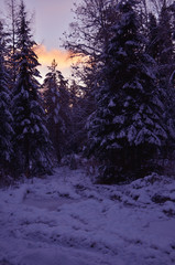 beautiful winter landscape with forest trees and sunset.