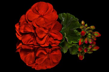 close up of a beautiful red geranium flowers, leafs and buds on a black background with reflection, macro photography