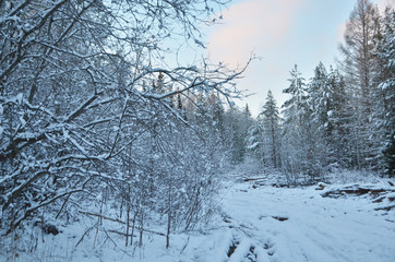 beautiful winter landscape with forest trees and sunset.