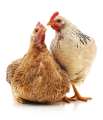 Two brown chicken.