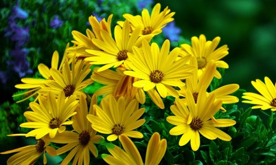 view of yellow flowers in the garden