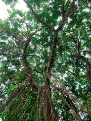 In the jungle, tree from below