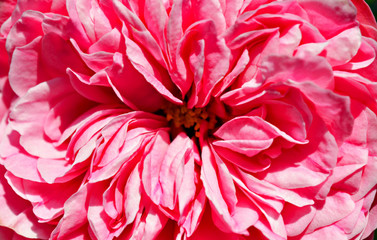 close up of a beautiful pink Chippendale rose, macro photography