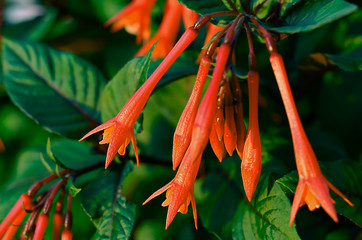 close up of coral red fuchsia tryphilla flowers, macro photography