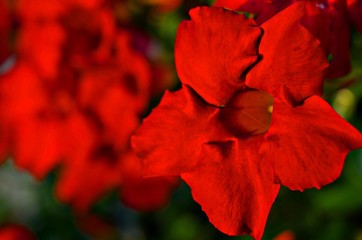 close up of a red flower in the garden