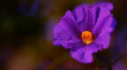 close up of a purple flower in the garden