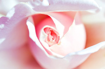 close up of a beautiful white pink rose, macro photography, can be used as a texture