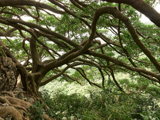 Tree of Life in Jungle, right side branches