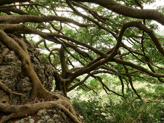 Tree of Life in Jungle