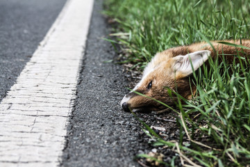 Fuchs