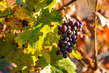 Grapes harvest at sunset