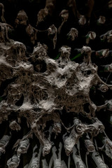 Old dusty wine bottles covered in mold in vintage wine cellar